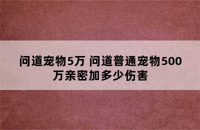 问道宠物5万 问道普通宠物500万亲密加多少伤害